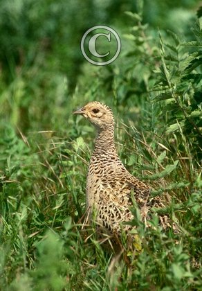 Hen Pheasant DM1474